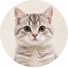 Cat Toys