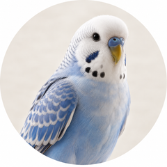 Bird Toys